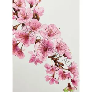 15 Sakura Coloring Pages – Japanese Zen Spring Calm