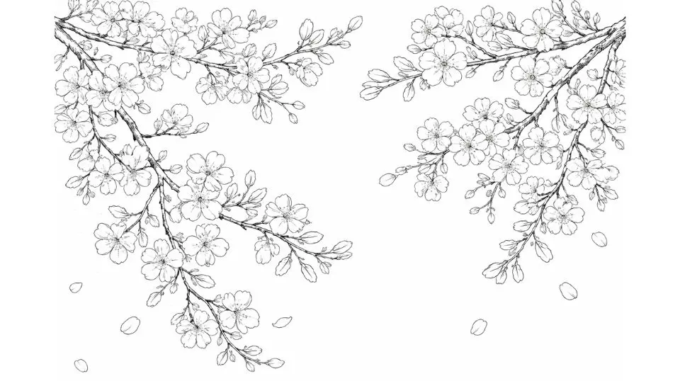 Cherry blossom coloring pages for adults featuring delicate sakura branch illustrations with detailed floral clusters
